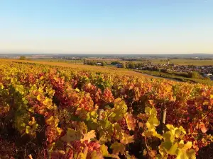 Burgundy Grand Crus Route Day Tour with 10 Wines Tastings in Family Domains