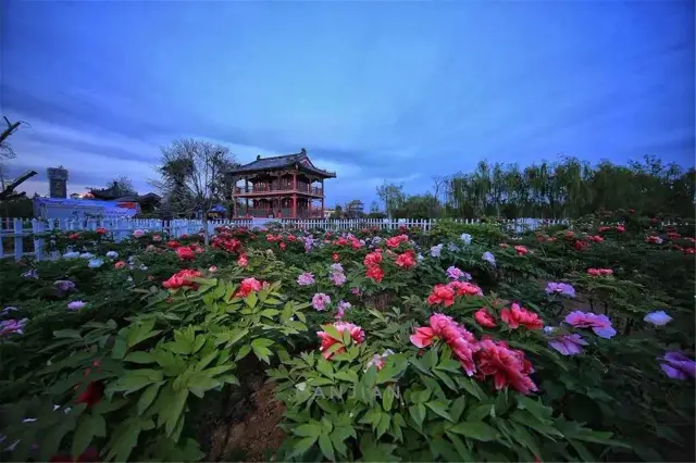 Peony Viewing in Heze