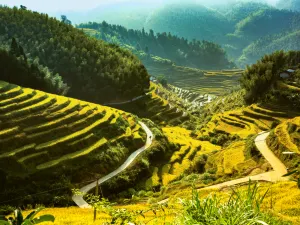 Shangbao Rice Terraces