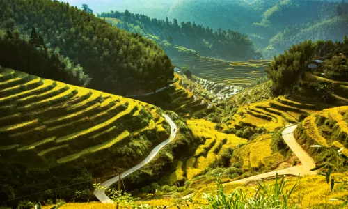 Shangbao Rice Terraces