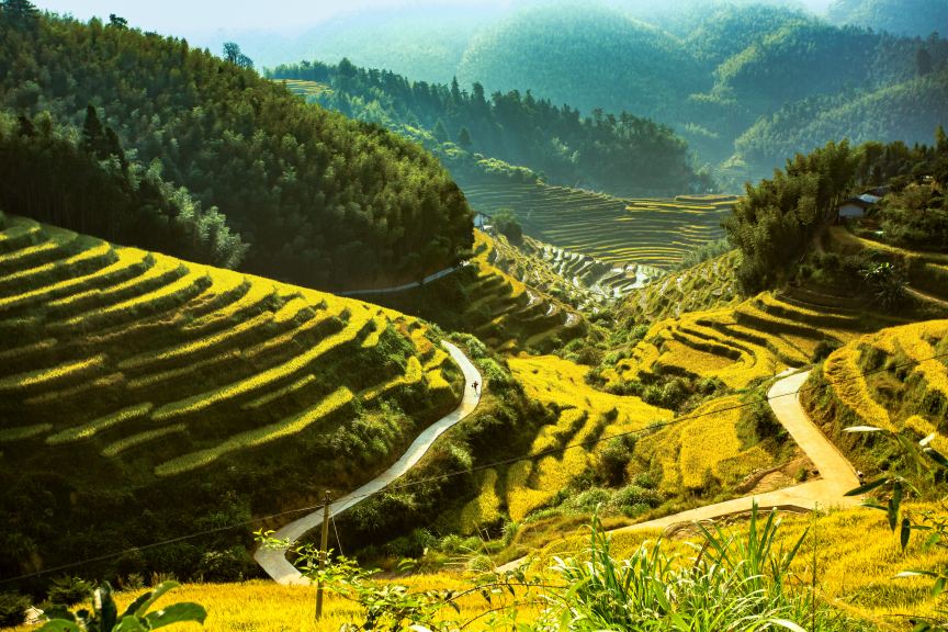 충이
