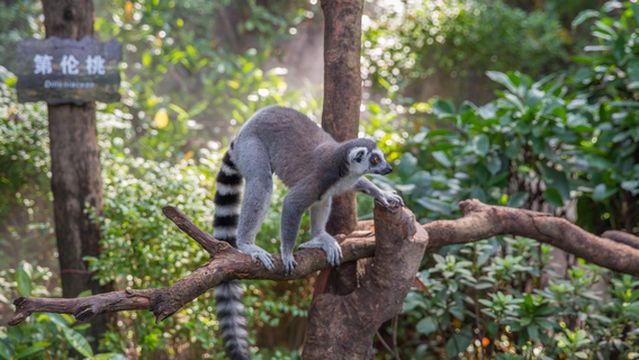 Rainforest Wonderland