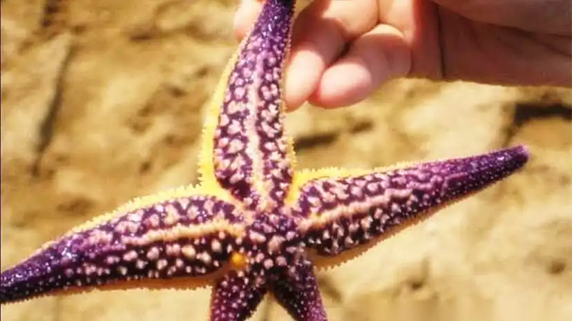 鄰近紅樹林拾貝趕海的酒店