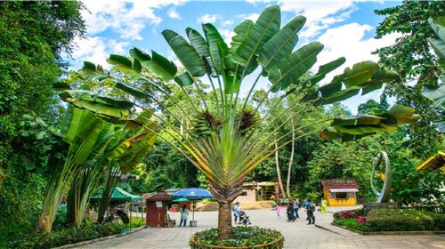 Xishuangbanna Wangtianshu Scenic Area