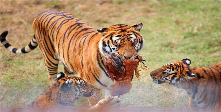 Meihua Mountain (China Tiger Park)