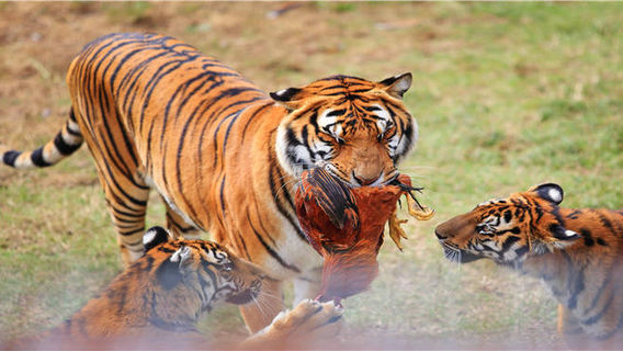 Meihua Mountain (China Tiger Park)