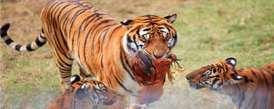 Meihua Mountain (China Tiger Park)