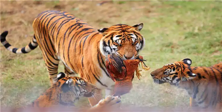 Отели рядом с достопримечательностью «Meihua Mountain (China Tiger Park)»