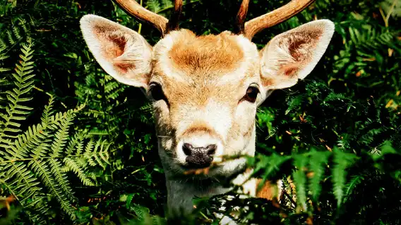 泰國清邁夜間動物園【全區域門票丨可飯店接駁】