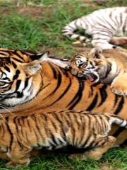 西霞口神鵰山野生動物園