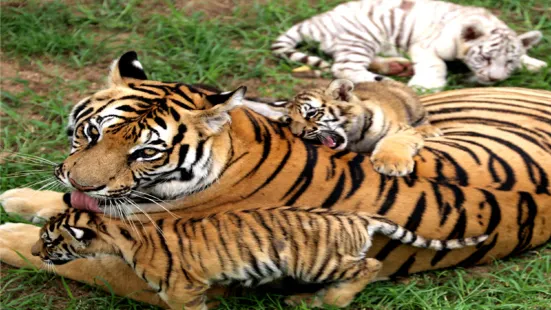 西霞口神鵰山野生動物園