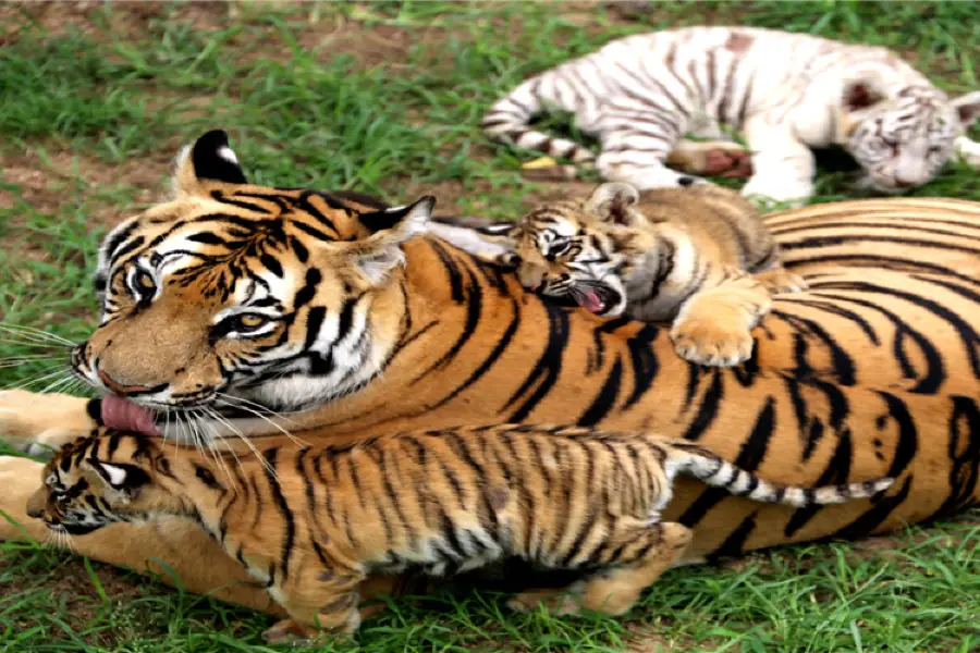 西霞口神鵰山野生動物園