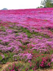 Shanxia Happy Valley of Flowers