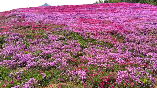 Shanxia Happy Valley of Flowers