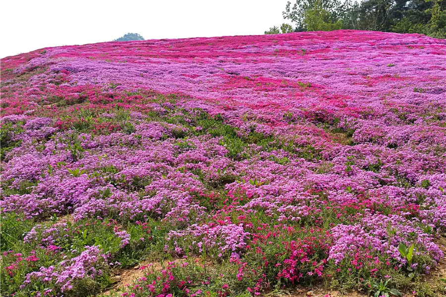 Shanxia Happy Valley of Flowers