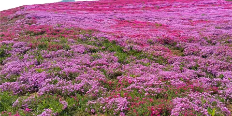 山下花海快樂穀