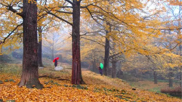 Ginkgo Trees in Yongzhou