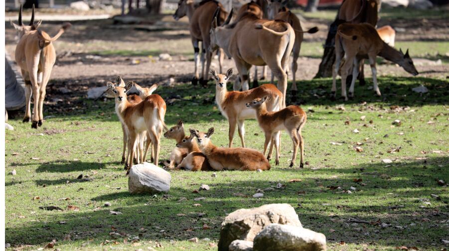 4_秦嶺野生動物園
