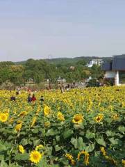 馬鞍山森林公園