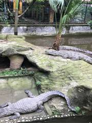 重慶鱷魚養殖中心