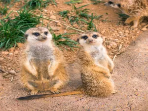 西霞口神鵰山野生動物園