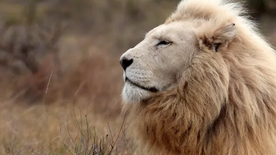 Excursión de medio día al Parque de Leones de Johannesburgo en Sudáfrica: interacción con animales y safari en vehículo todoterreno abierto