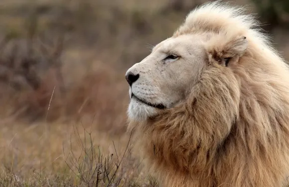 南非約翰內斯堡獅子園半日遊：與動物互動，乘開放式越野車遊獵
