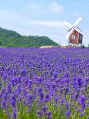 紫雲花汐ラベンダー園