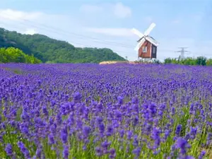 즈윈화시 라벤더공원