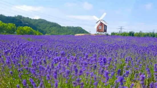 紫雲花汐ラベンダー園