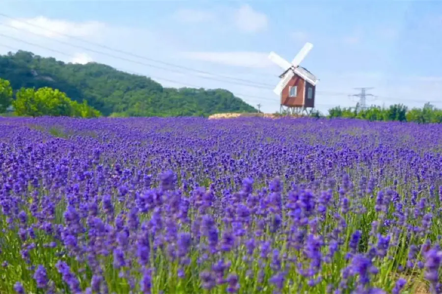 紫雲花汐薰衣草莊園