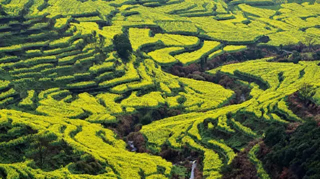Rapeseed Flower Viewing in Shangrao