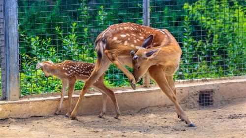 Linyi Zoo and Botanical Garden