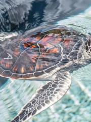 Maui Ocean Center, The Aquarium of Hawaii