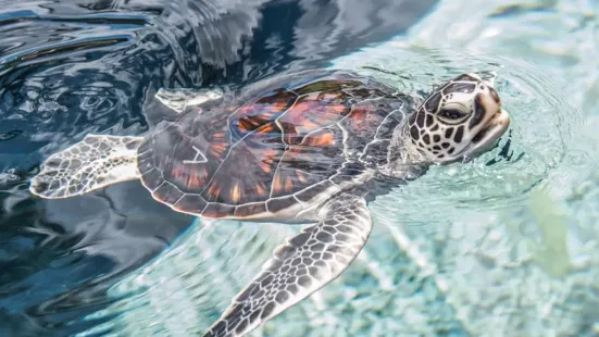 Maui Ocean Center, The Aquarium of Hawaii