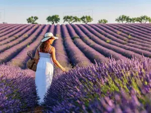 Provence and Lavander - Shared & Guided Full Day Tour