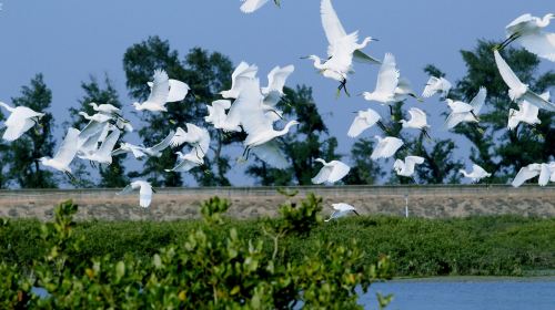 Beihai Golden Bay Mangrove Ecotourism Area