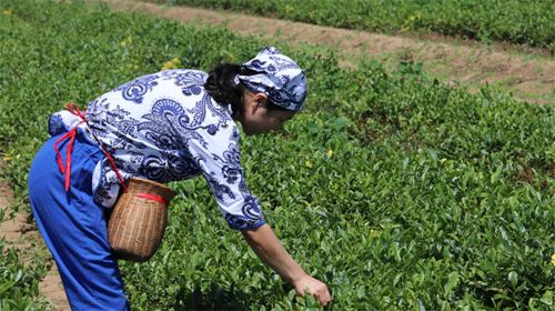 Lvshan Mountain Tea Garden