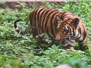 Chongqing Zoo