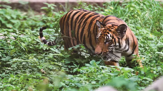 3_Chongqing Zoo