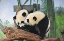 熊貓樂園