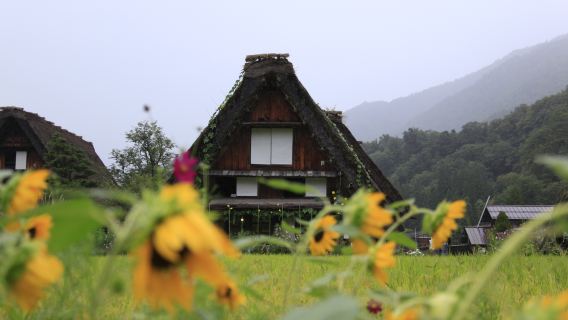 Lawatan Sehari ke Tapak Warisan Dunia Shirakawa-go & Bandar Lama Takayama