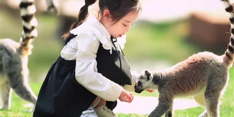 南通森林野生動物園自駕車票(不含車內人員)車輛專用票