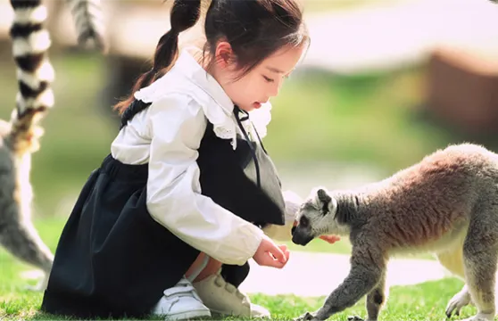 南通森林野生動物園門票（含遊樂園暢玩 + 大馬戲 + 動物科普秀）家庭（2位成人+1位小童）