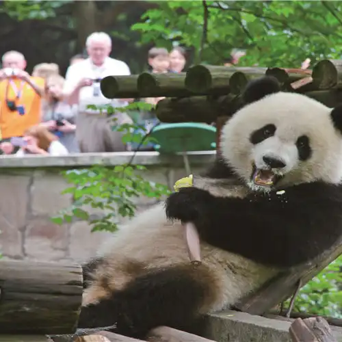 Top 50 Family-friendly Attractions in Chongqing