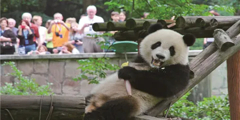 重慶動物園