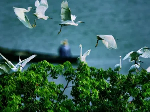 Bird Watching in Jiujiang