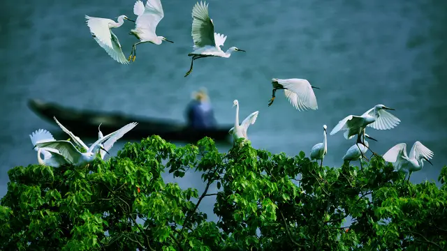 Bird Watching in Jiujiang