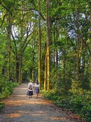 麻沙鎮楠木林景区