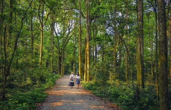 麻沙楠木林景區門票成人